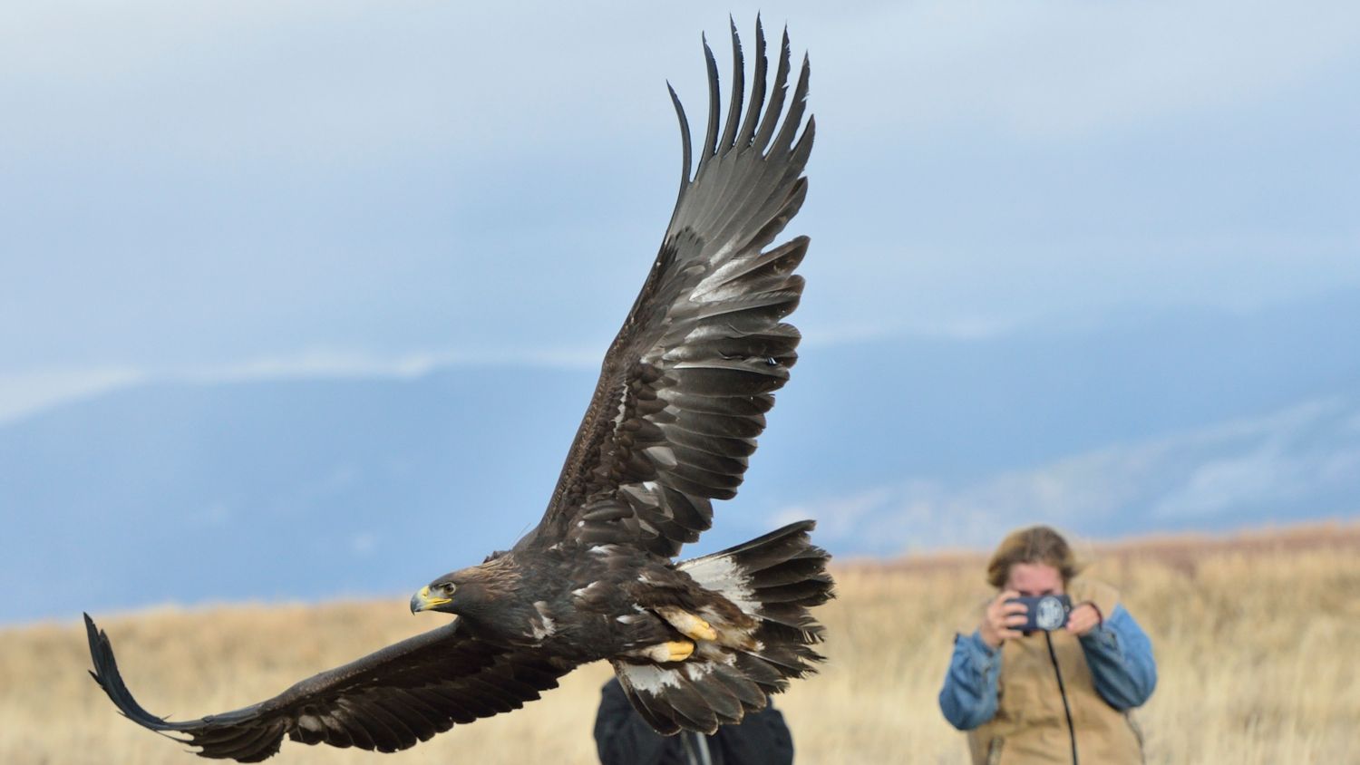 Golden Eagle, Alaska, flying free after broken pelvis was rehabilitated.  Photo by Jesse Varnado