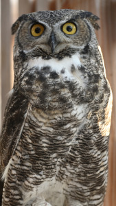 Frith the Great Horned Owl