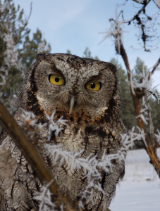 Western Screech Owl Minerva