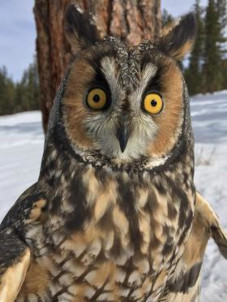 Long-eared Owl Saffron
