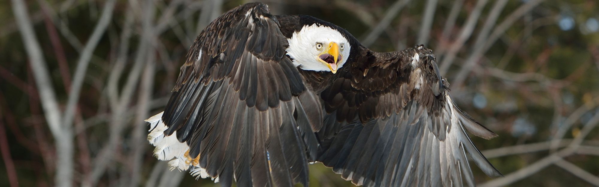 Bald Eagle Release picture by  Jesse Lee Varnado