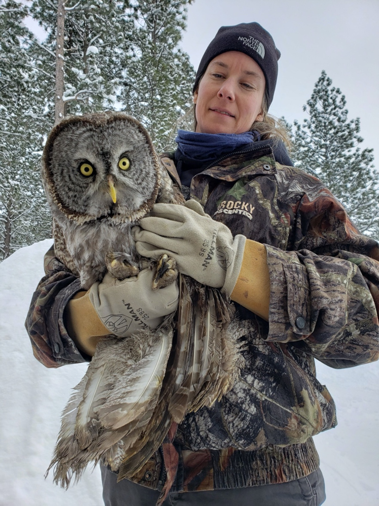 Brooke Tanner holding Great Grey Owl in the snow