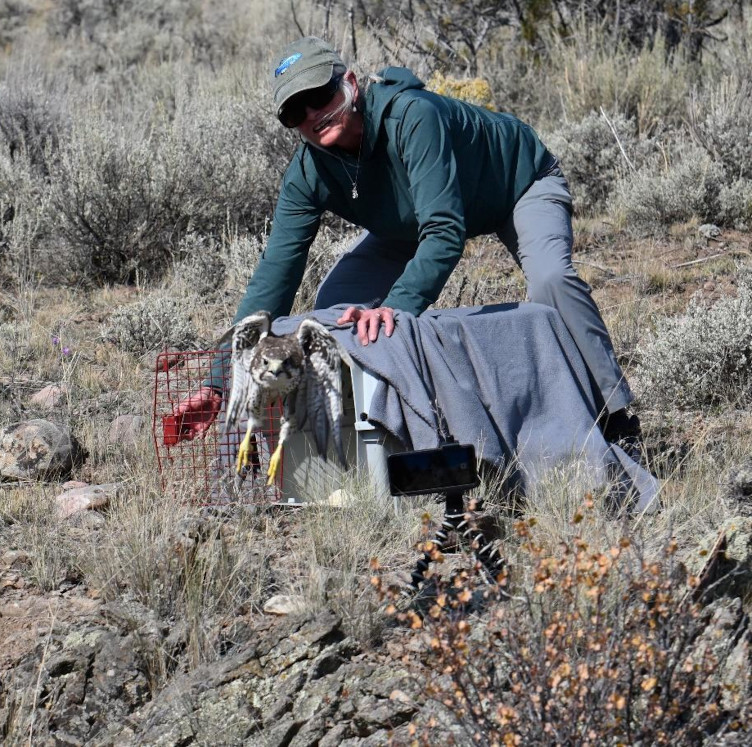 Estelle Shuttleworth releasing a raptor