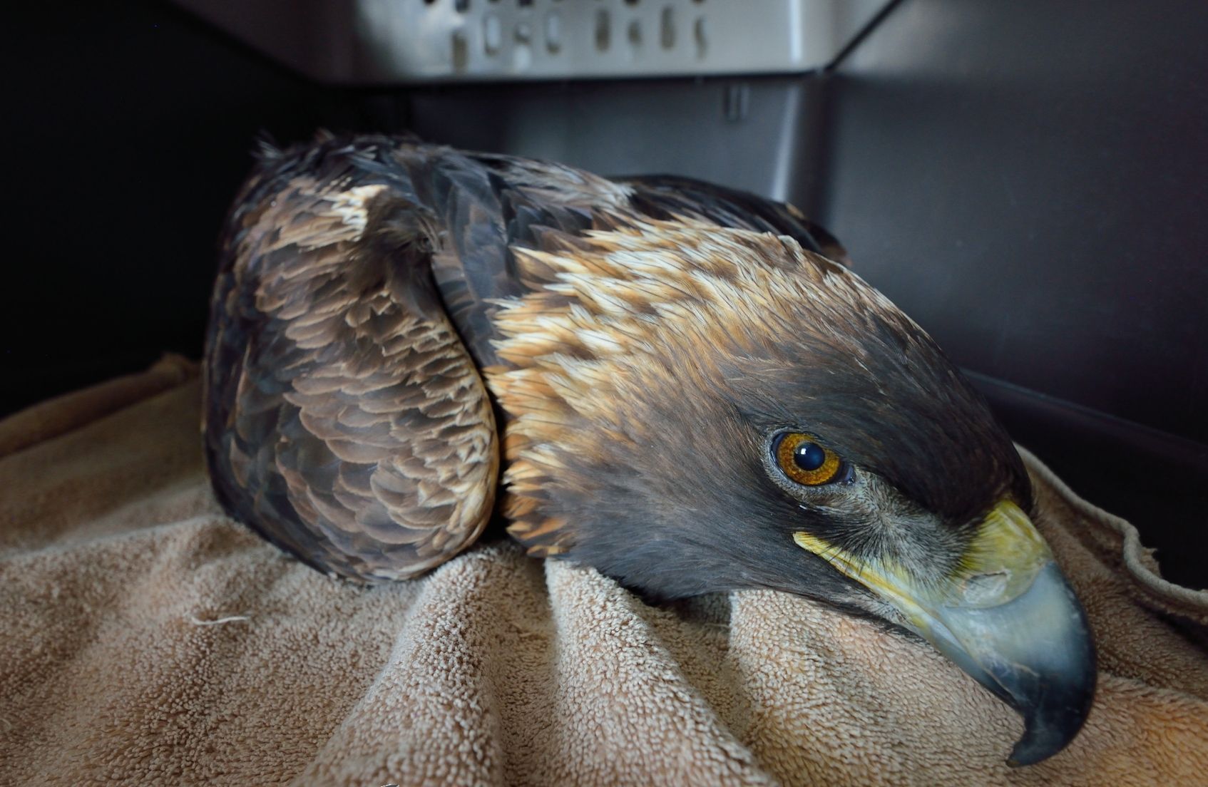 lead poisoned golden eagle picture by  Jesse Lee Varnado