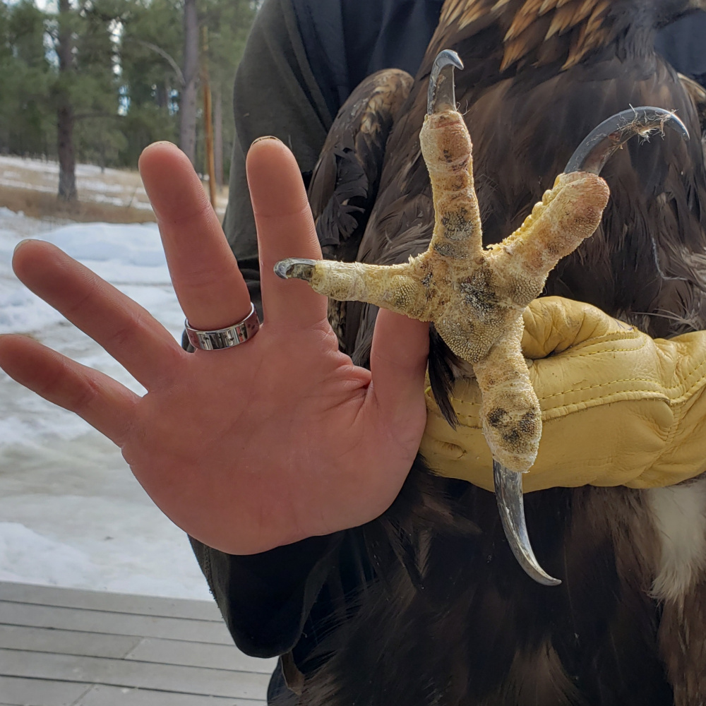 Golden Eagle Talons compared to human's (Jesse) hand