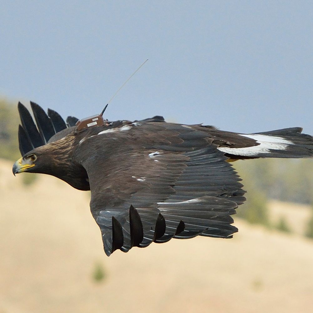 Golden Eagle with radio harness picture by  Jesse Lee Varnado