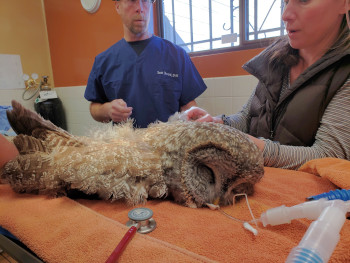 Sedated Great Grey Owl in Surgery