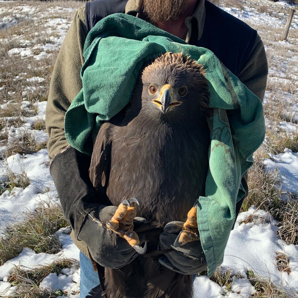 Golden Eagle rescue Jesse Varnado holding