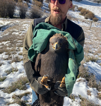 Jesse Varnado Holding Rescued Golden Eagle
