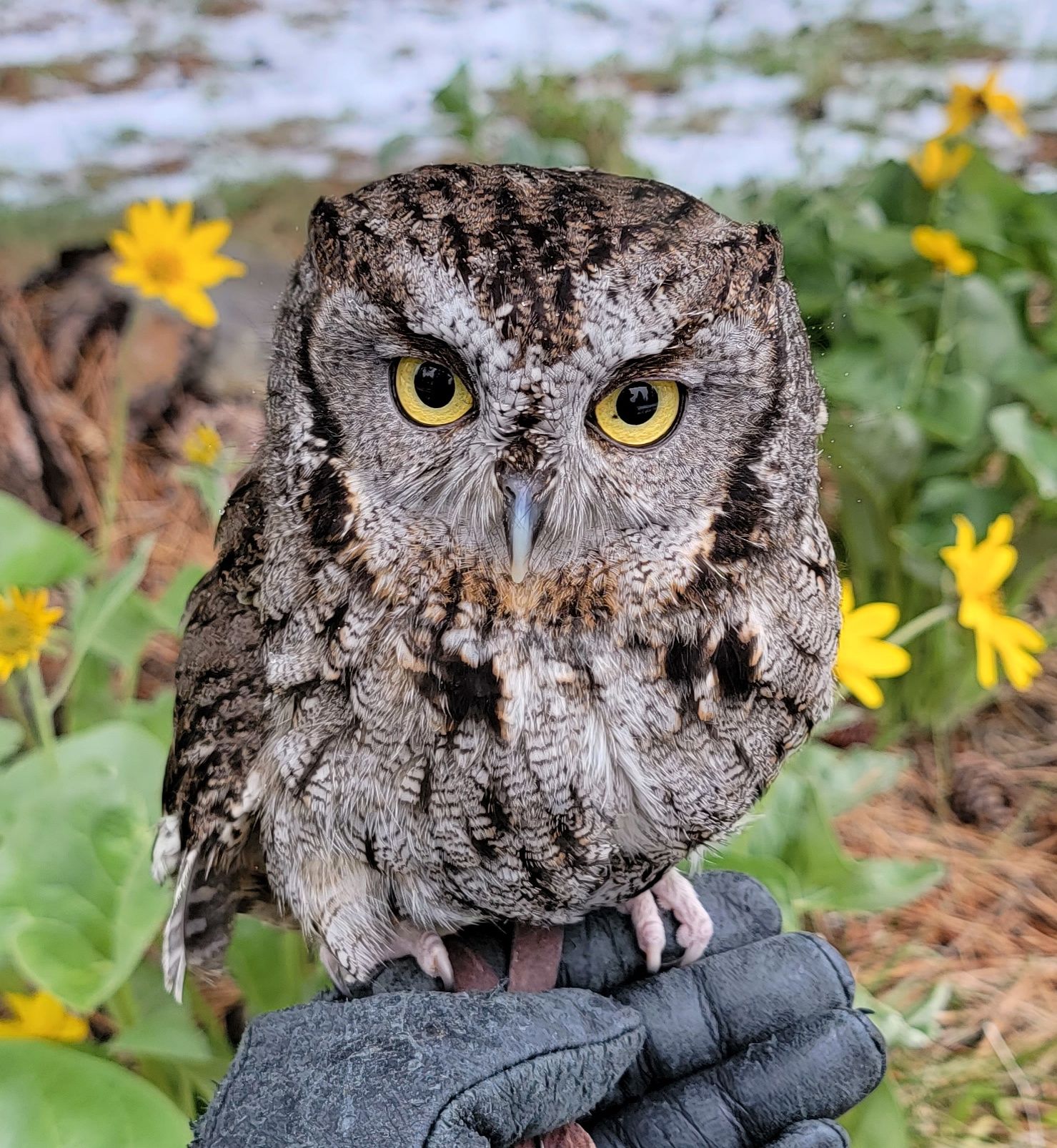 Western Screech-owl, Minerva photo by Jesse Varnado