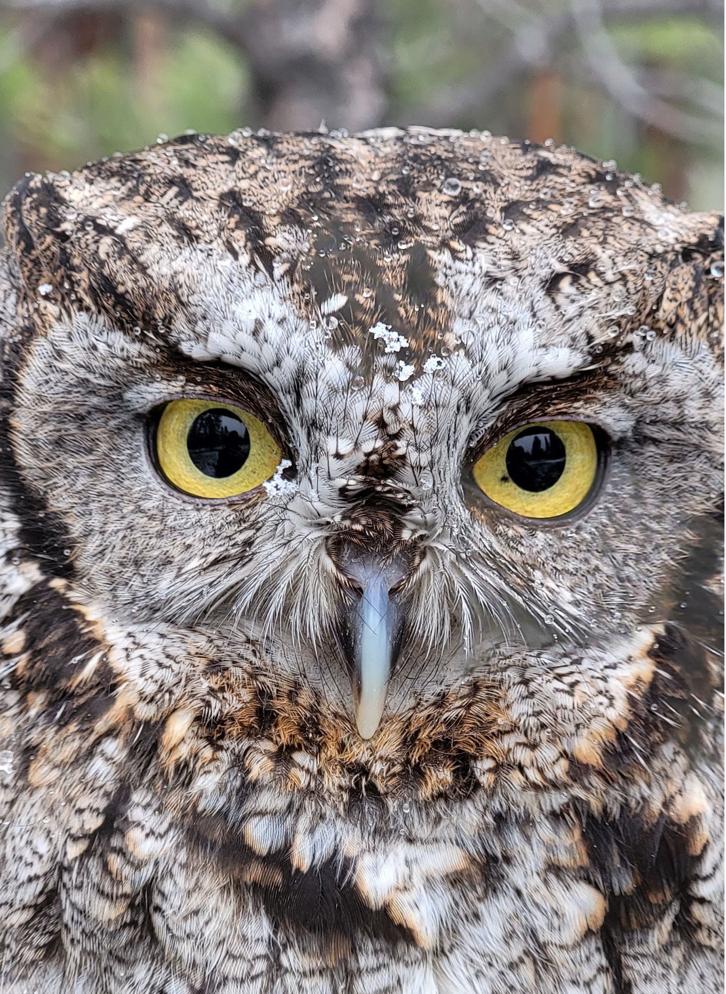 Western Screech-owl, Minerva photo by Jesse Varnado