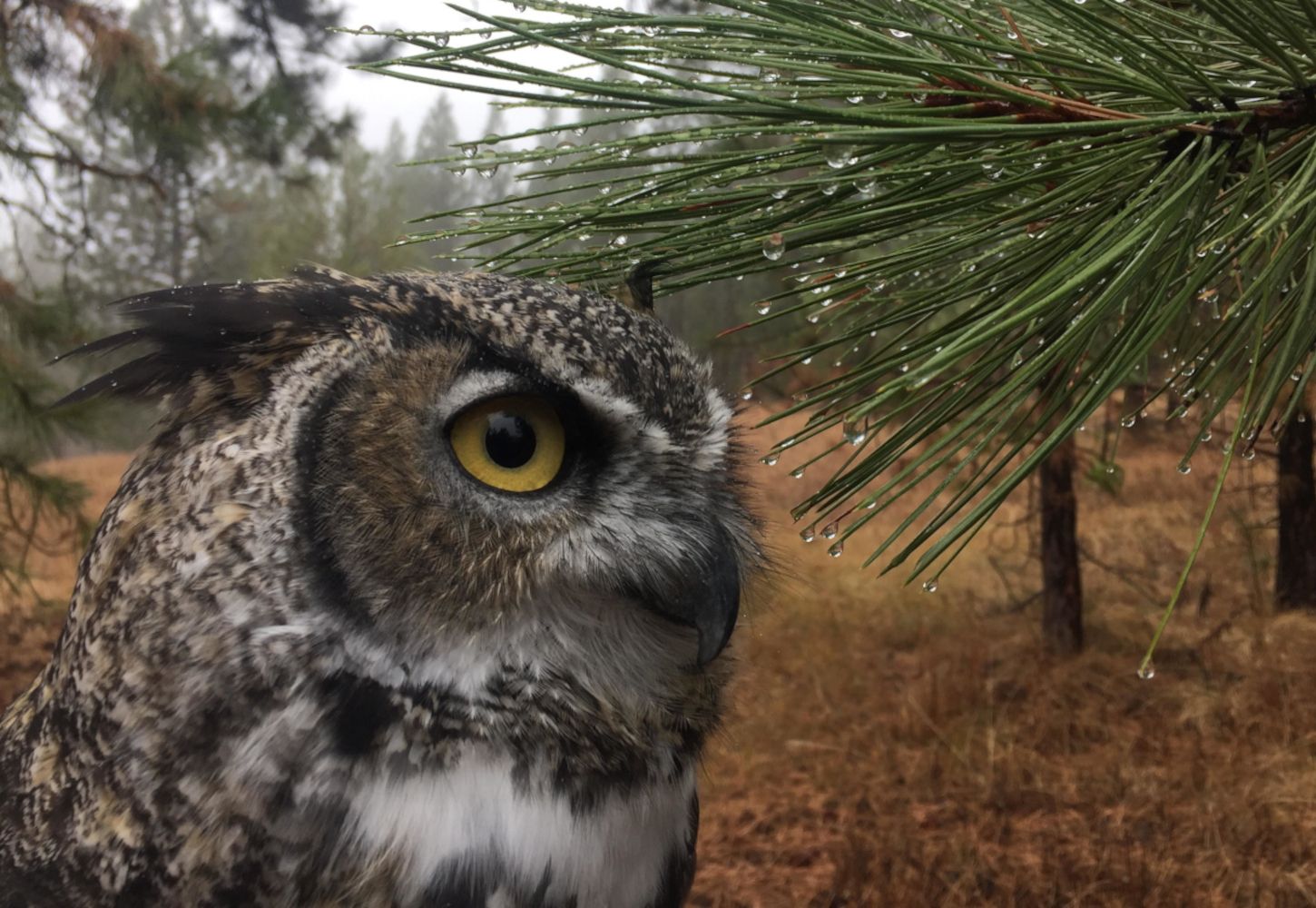 Great Horned Owl, Frith photo by Jesse Varnado