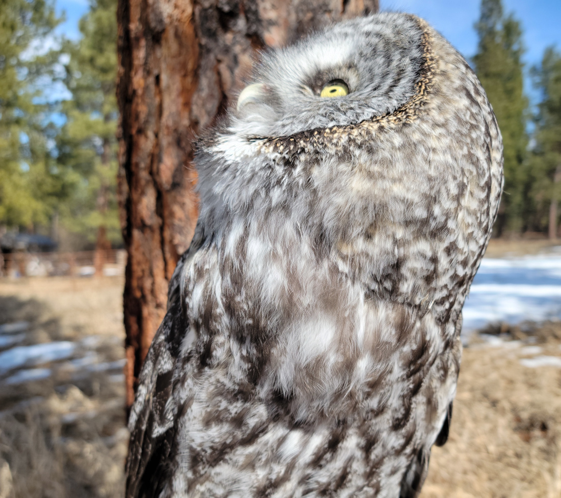 Great Gray Owl, Nandu, looking up outside photo by Jesse Varnado