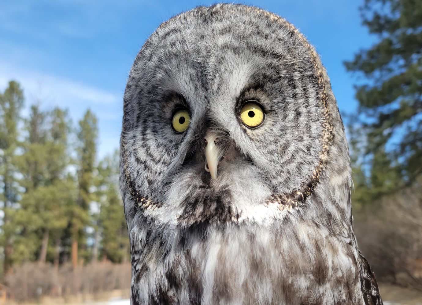 Great Gray Owl, Nandu photo by Jesse Varnado