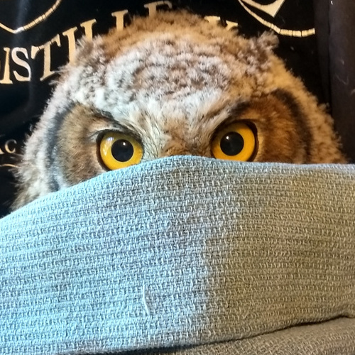 Close up of owl face behind blanket