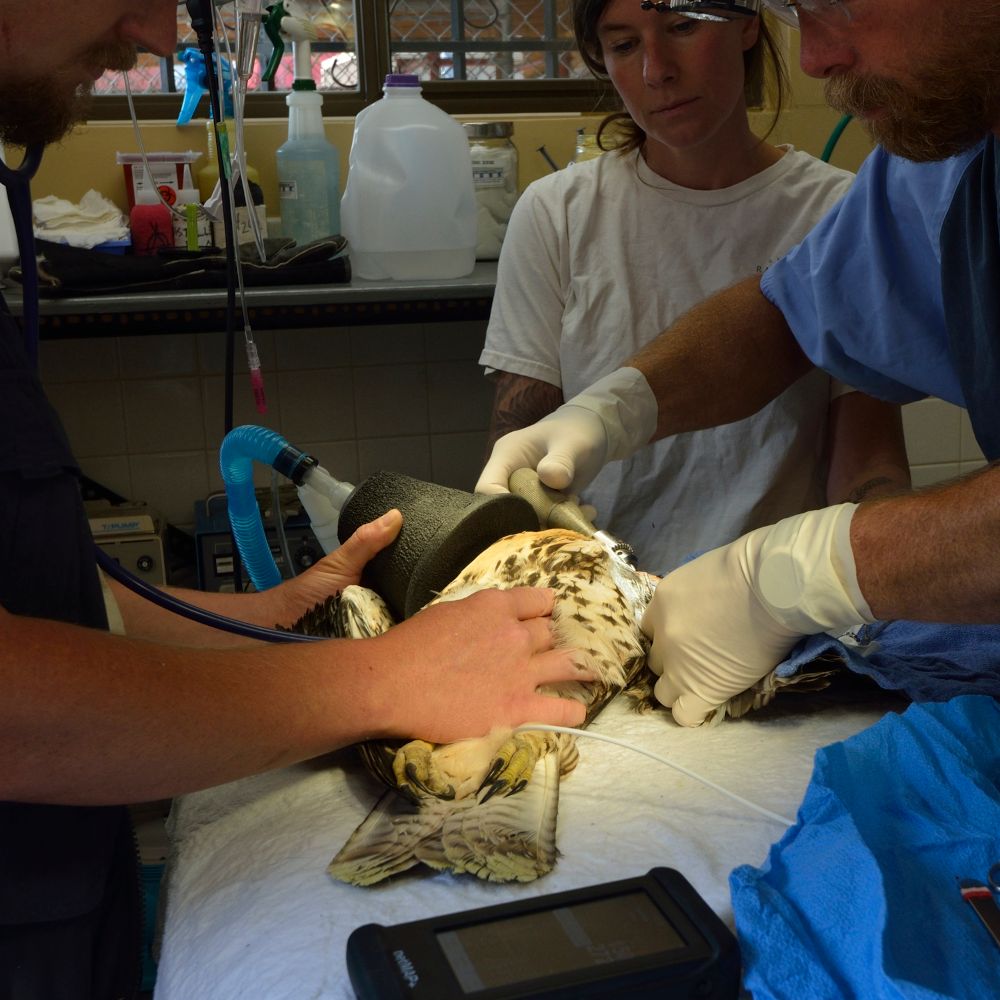 Doctor B Brooke Tanner Jesse Varnado around raptor for surgery