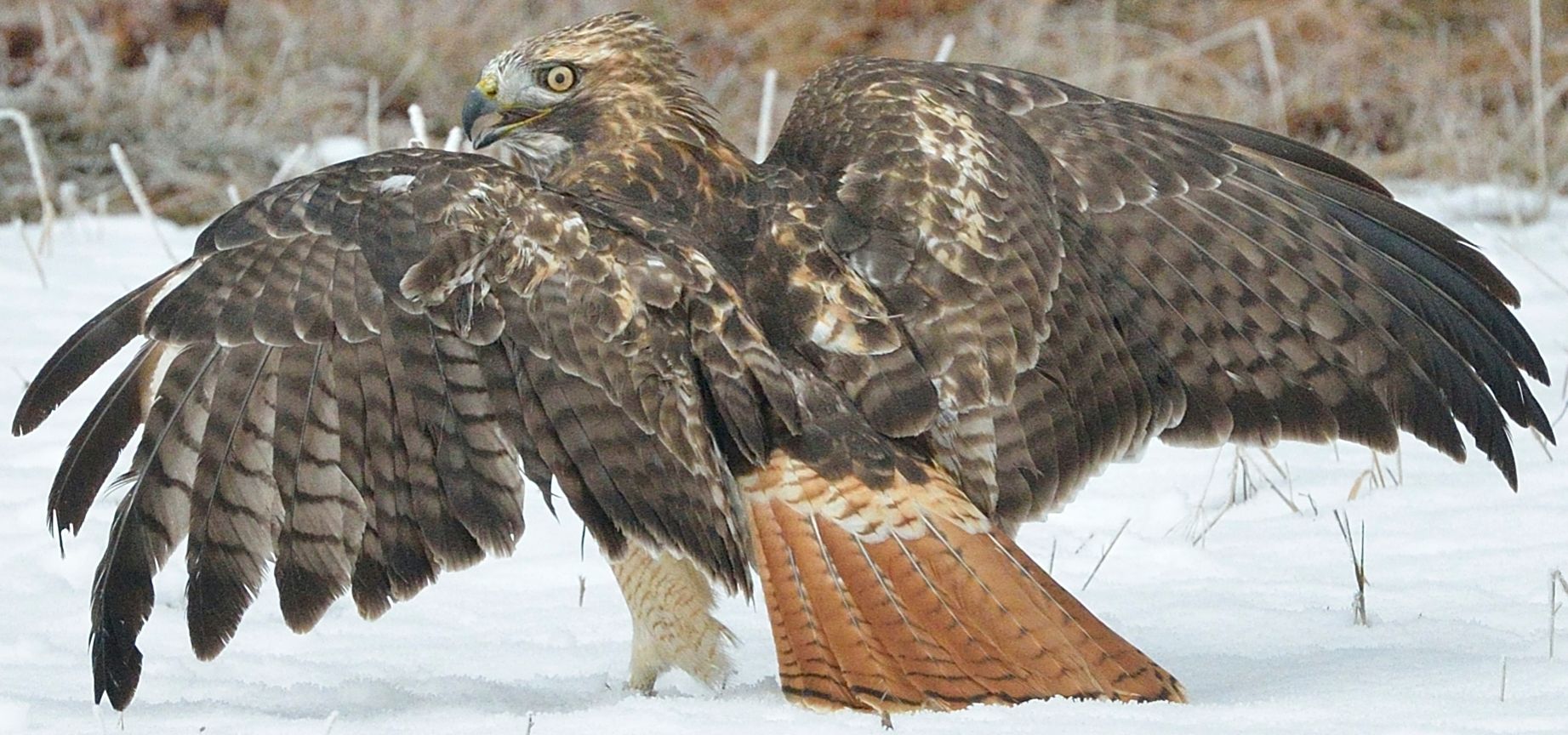Red tailed hawk picture by  Jesse Lee Varnado