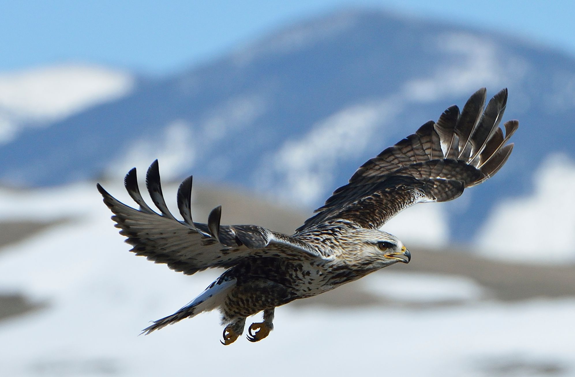 Rough Legged Hawk flying mountains rehabed and released picture by  Jesse Lee Varnado
