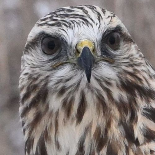 Close up of rough legged hawk face